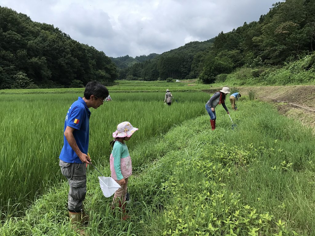 田んぼでの生き物調査