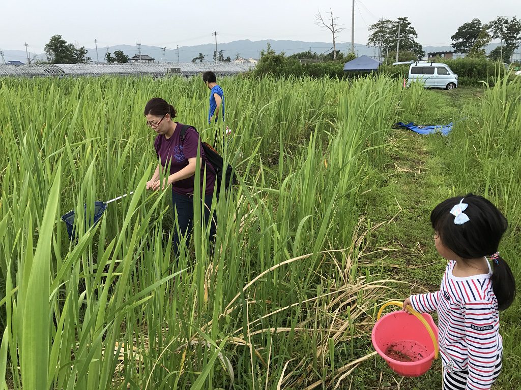 豊富な生き物調査中