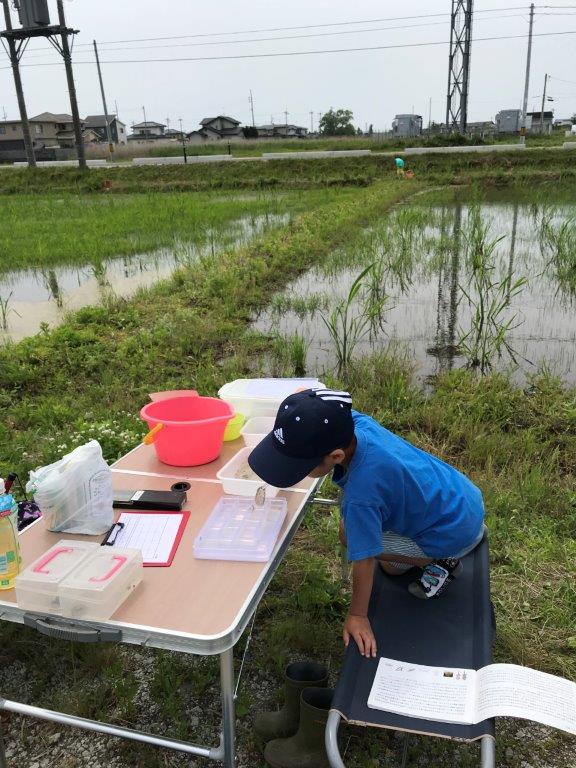 生きもの調査中のこども