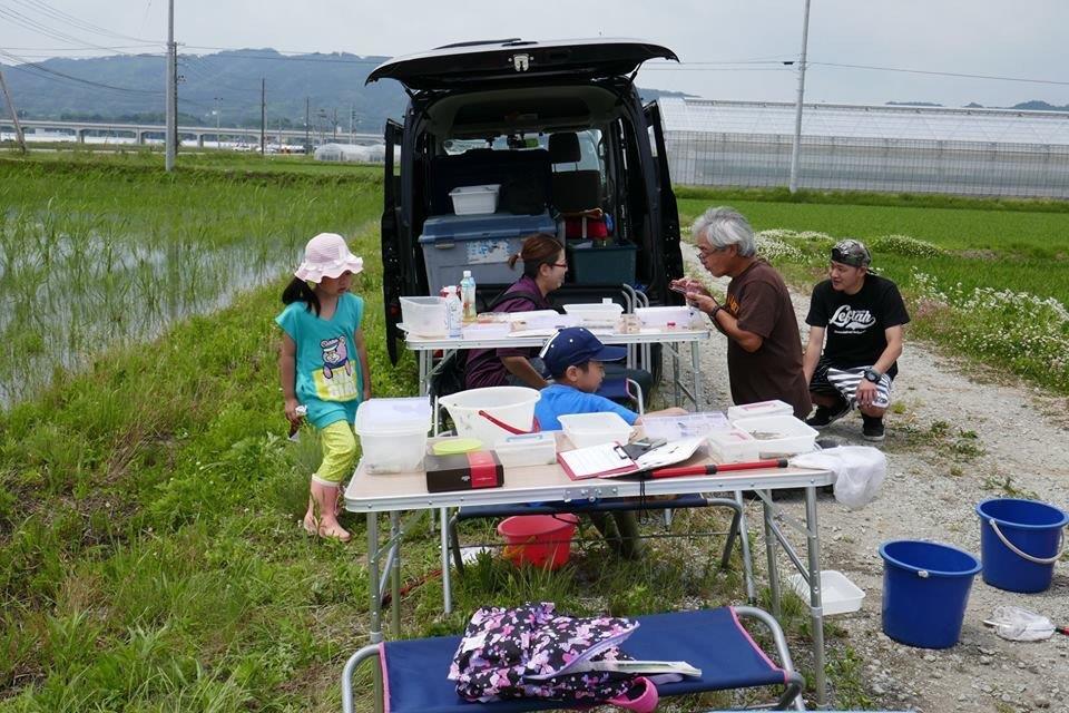 田んぼの生物を調査中