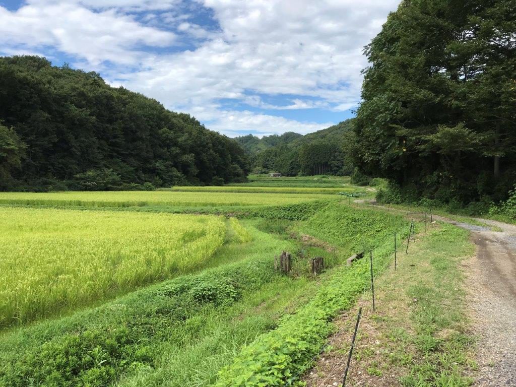 小川町の田んぼ